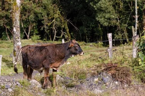 Side view of a mostly brown calf  in a rocky farm field, near the town of Arc Foto stock