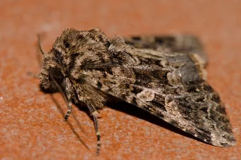 Side view of a moth. Stock Photos