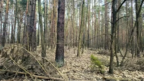 Side-view motion shot of forest from moving bike. Lateral panning footage Stock Footage 305161035