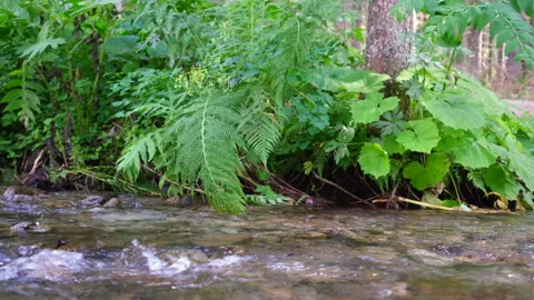 Side view of a mountain torrent with rich vegetation on the shore Stock Footage 166232949
