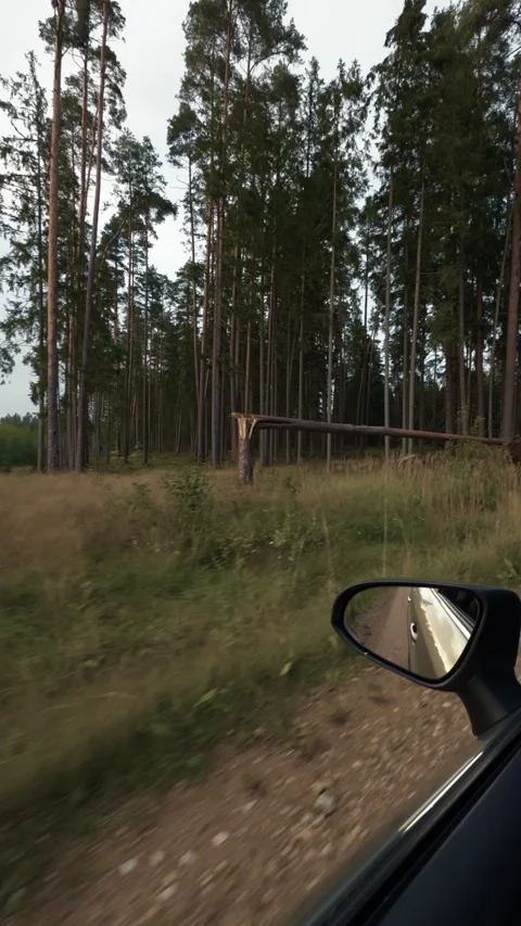 Side view from moving car beside dense pine forest with fallen tree trunk Stock Footage 345527696