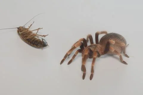 Side view of moving Mexican Redknee tarantula aka Brachypelma hamorii. Isolated Stock Photos