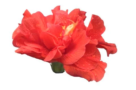 Side view of multi layers petals red chinese rose with water droplets Stock Photos