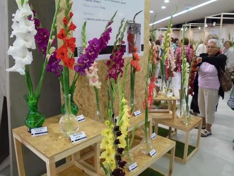 Side view on multiple various varieties of gladiola flowers with different color Stock Photos