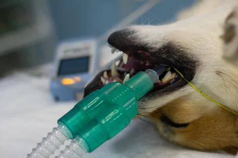 Side view of the muzzle of a dog on the operating table under anesthesia during Stock Photos