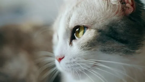 Side view of the muzzle of a lop-eared cat with yellow eyes looking to the side Stock Footage 233893078
