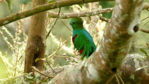 Side view of mystical exotic bird Quetzal perched in a tree with light wind - Stock Footage 104128289