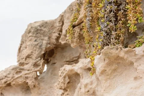 Side view of the natural background of yellow limestone with the bumpy surface Stockfoto's