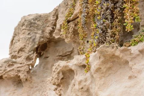 Side view of the natural background of yellow limestone with the bumpy surfac Foto stock