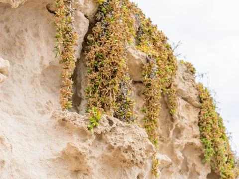 Side view of the natural background of yellow limestone with the bumpy surfac Stock Photos