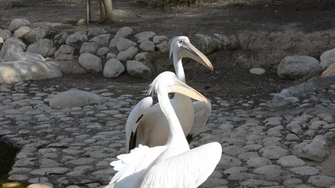 Side view near the water of a posing Pelicans in zoo. soft selective focus Vídeo Stock 101083323