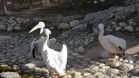 Side view near the water of a posing Pelicans in zoo. soft selective focus Stock-Footage 101083477