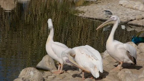 Side view near the water of a posing Pelicans in zoo. soft selective focus Stock Footage 101084070