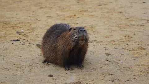 Side View of Nutria on Sand Stock Photos
