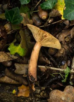 Side view of the Oak Milkcap. Stock Photos