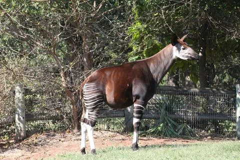 Side view of an okapi standing in an enclosure Stock Photos