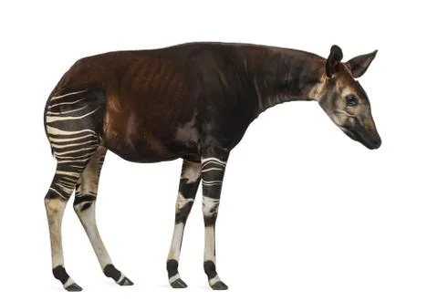 Side view of an Okapi standing, looking down, Okapia johnstoni, isolated on whit Stock Photos