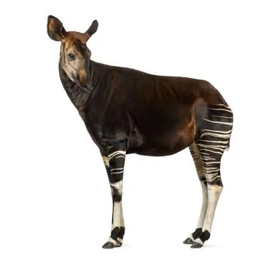 Side view of an Okapi standing, looking back, Okapia johnstoni, isolated on whit Stock Photos