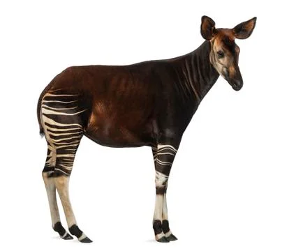 Side view of an Okapi standing, Okapia johnstoni, isolated on white Stock Photos