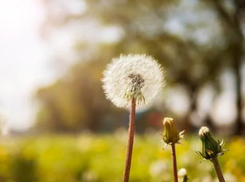 A side view of one opened white dandelion and two not opened Stock Photos