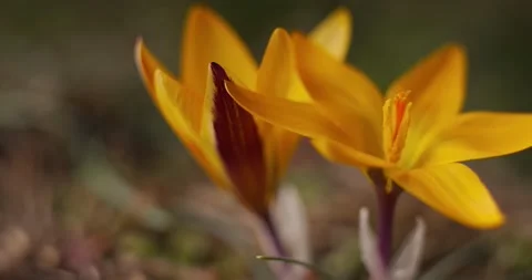 Side view of the opening of two yellow crocus buds in natural conditions against Stock Footage 150560742