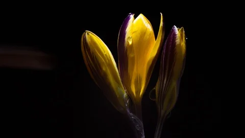 Side view of the opening of the yellow crocus bud with lilac stripes Stock Footage 91396256
