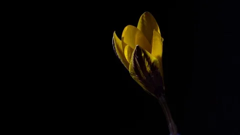 Side view of opening of yellow crocus with lilac stripes on a black background Stock Footage 91396316
