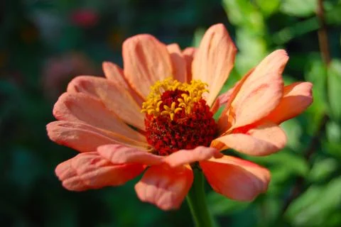 Side view of orange flower Stock Photos