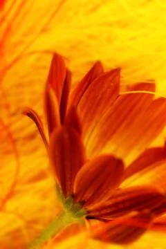 Side view of orange flower with stem and petals Stock Photos