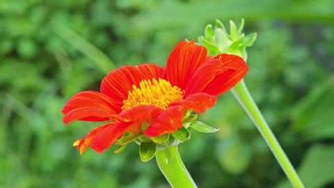 Side View of Orange Mexican Sunflower with Green Bud. Stockbeeldmateriaal 340079144