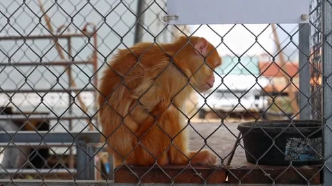 Side view of an orange monkey sitting on a wooden stand inside a cage in farmers Video stock 269523190
