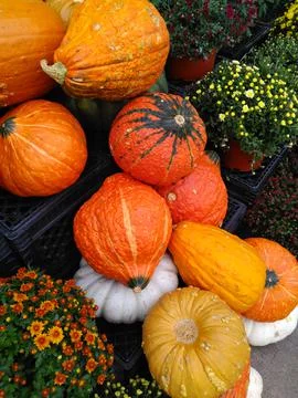 Side view of orange, yellow, white squashes by tiny red, yellow potted flowers 写真素材