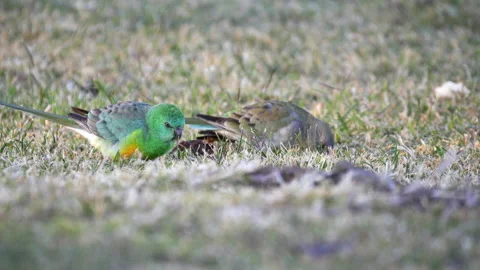 Side view of a pair of red-rumped parrots on the ground 스톡 동영상 159478224