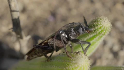 Side view palos verde beetle Stock Footage 246454342