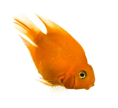 Side view of a Parrotfish looking down isolated on white Stock Photos