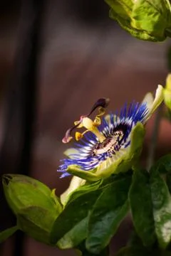 Side View of Passion Flower Stock Photos