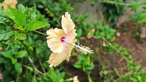 Side view of peach orange hibiscus flower blooming in the garden. Stock Footage 343042070