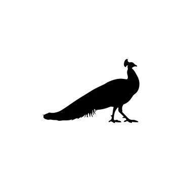 Side View Peacock Silhouette with Long Tail Minimal Black Vector Stock-Illustration