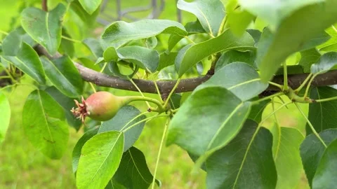 Side view of a pear tree branch with green leaves and small ripening fruitlets 動画素材 346164577