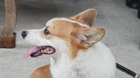 Side view of a Pembroke Welsh Corgi dog looking up. Stockbeeldmateriaal 339198538