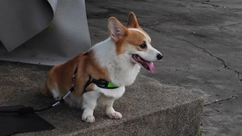 Side view of Pembroke Welsh Corgi sitting outdoors. Stockbeeldmateriaal 339335645