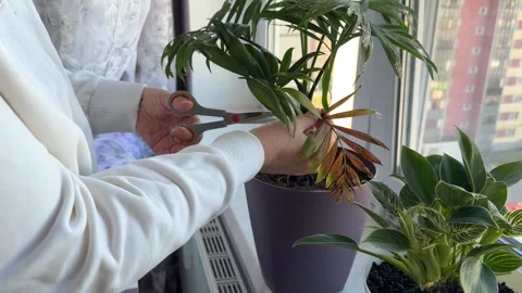 Side view of person using purple atomiser to mist and clean indoor Stock-Footage 346163798