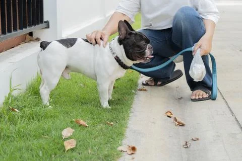 Side view of pet owner picking up dog waste with clear white bag during a w.. 스톡 사진