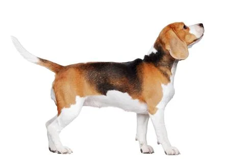 Side view picture of a beagle walking in a white studio Stock Photos