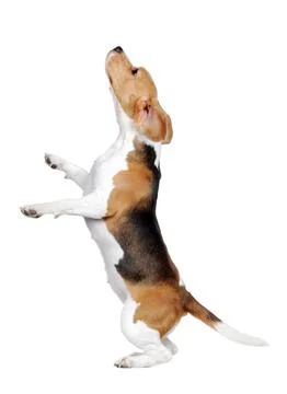 Side view picture of a begging beagle on hind legs against white background Stock Photos