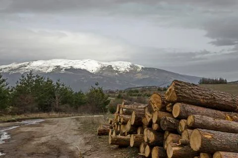 Side view of pile or stack of wood logs in Plana mountain Stock Photos