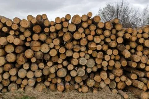 Side view of pile or stack of wood logs in Plana mountain Stock Photos