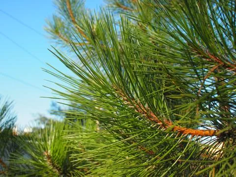 Side view of a pine branch with long needles Stock Photos