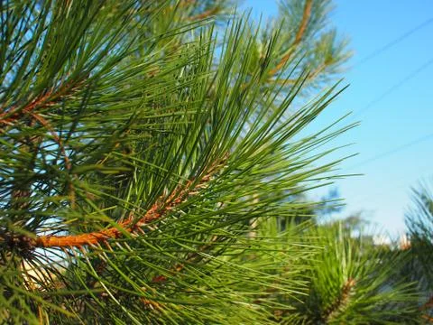 Side view of a pine branch with long needles closeup Stock Photos