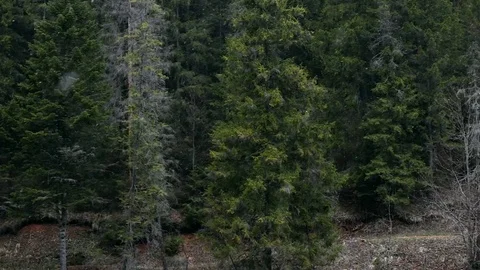 Side view of pine trees in the forest. Light snow falling Stock Footage 77017350